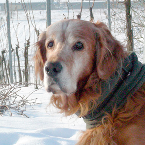 Yukon