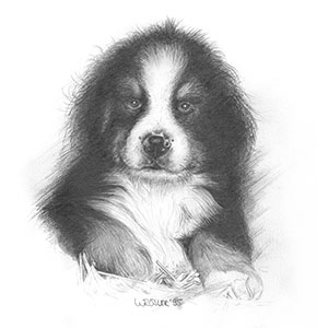 Tierportrait Bleistiftzeichnung