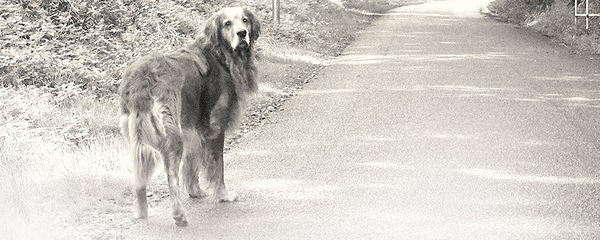 Erinnerungen bewahren ASBIART Tierurnen mit Bild